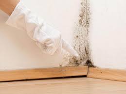 Trusted Haynesville, LA Mold Prevention & Removal  Experts